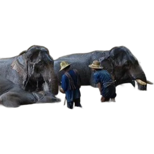 animal, two, men, wearing transparent PNG cut-out