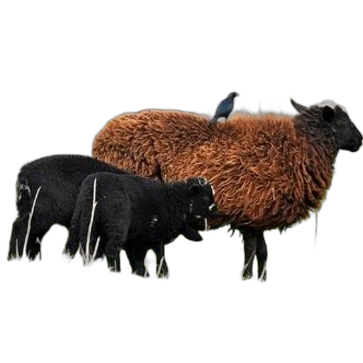 animal, hair, furniture, jewelry transparent PNG cut-out