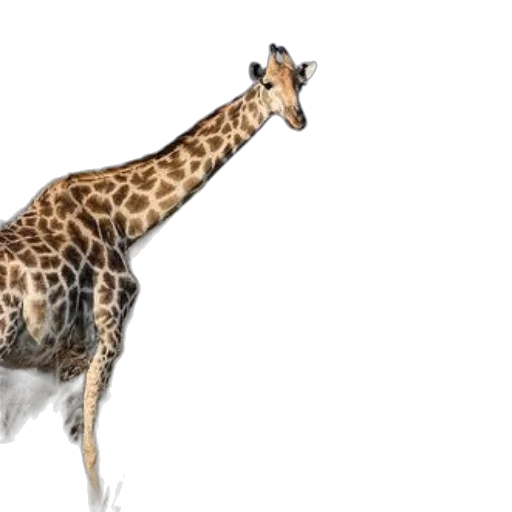 animal, creature, concept art, photorealistic transparent PNG cut-out
