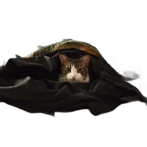 jacket, hat, umbrella, animal transparent PNG cut-out