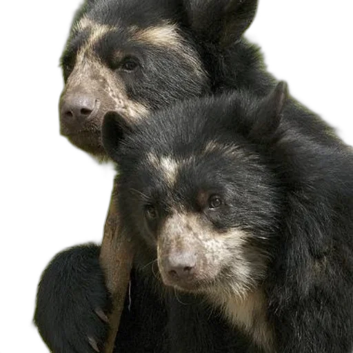animal, staff, creature, jewelry transparent PNG cut-out