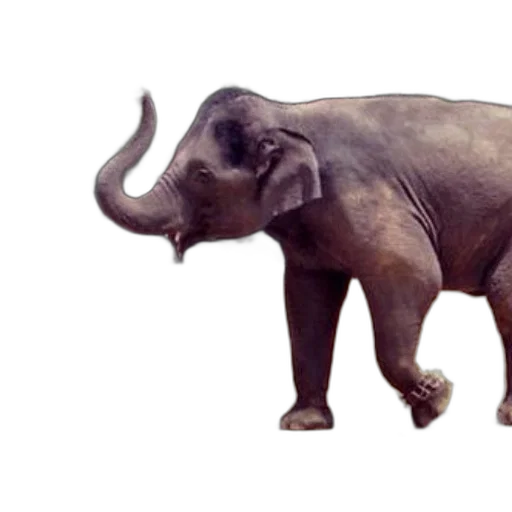 animal, creature, staff, weapon transparent PNG cut-out