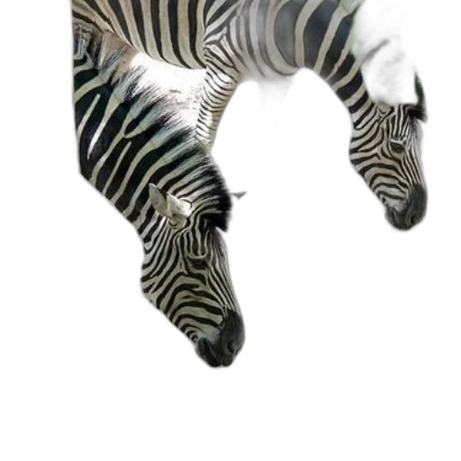 animal, creature, dragon, shoes transparent PNG cut-out