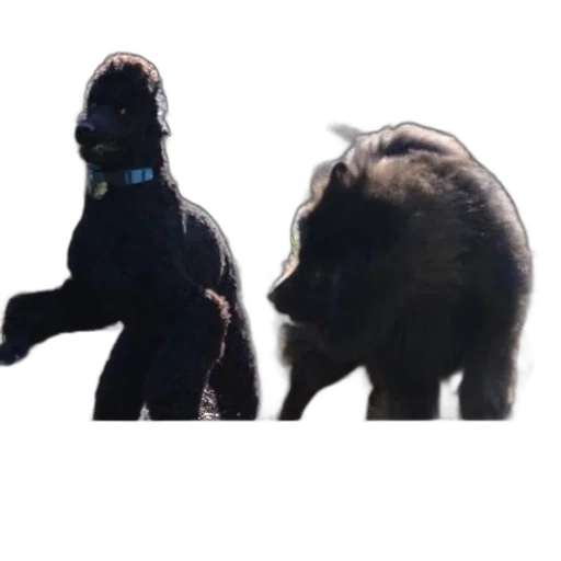 animal, creature, mask, staff transparent PNG cut-out