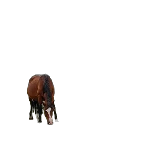 animal, creature, hair, furniture transparent PNG cut-out