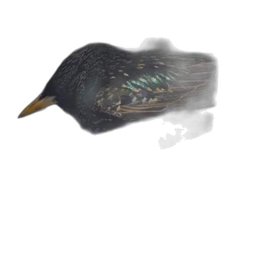 animal, hat, creature, staff transparent PNG cut-out