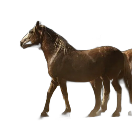 animal, furniture, creature, hair transparent PNG cut-out