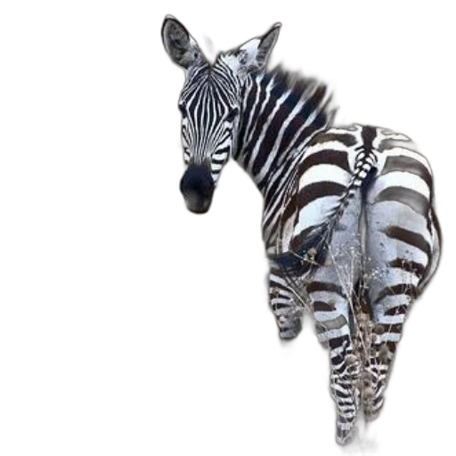 animal, jewelry, creature, staff transparent PNG cut-out