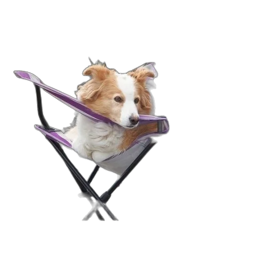 animal, staff, furniture, creature transparent PNG cut-out