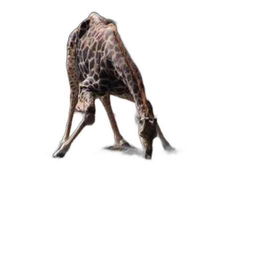animal, creature, dragon, staff transparent PNG cut-out