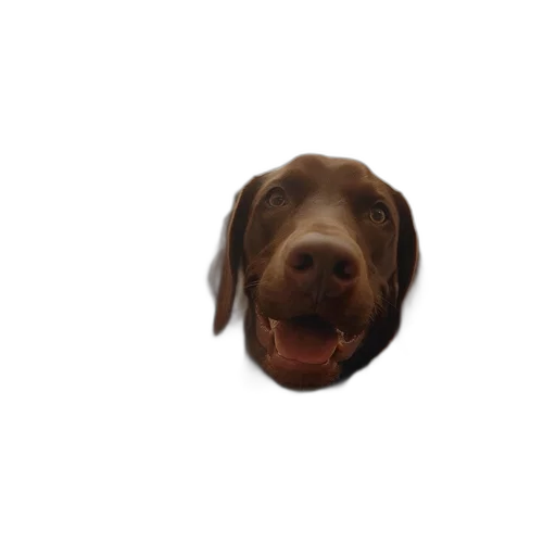 animal, face, creature, staff transparent PNG cut-out