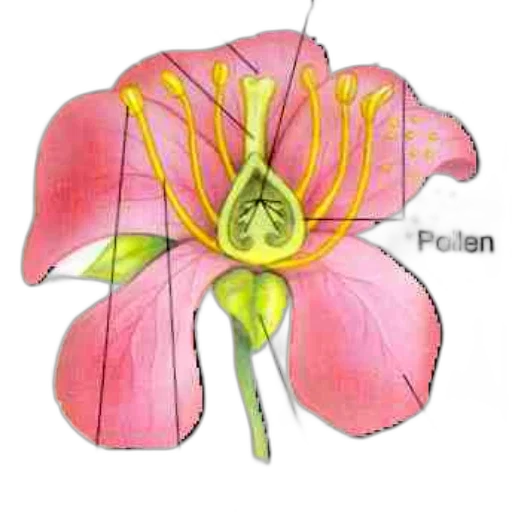 flower, jewelry, crown, staff transparent PNG cut-out