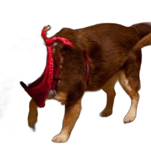 hat, animal, creature, staff transparent PNG cut-out