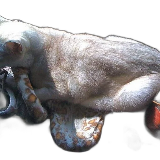 creature, animal, dragon, weapon transparent PNG cut-out