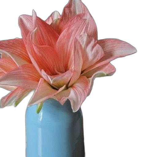 flower, crown, jewelry, photorealistic transparent PNG cut-out