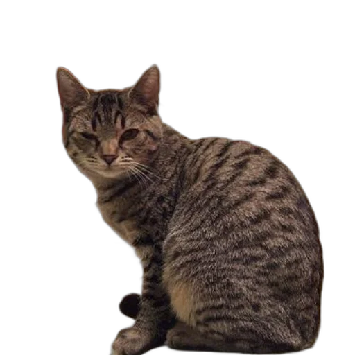 animal, staff, creature, face transparent PNG cut-out