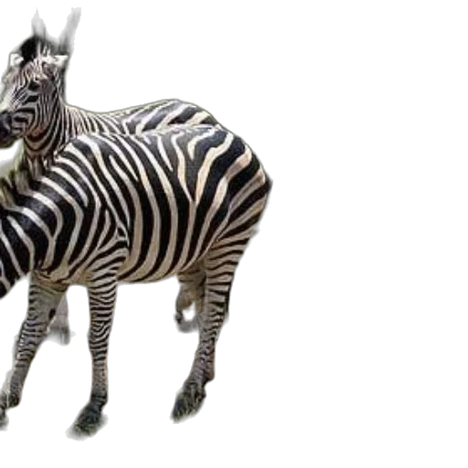 animal, creature, staff, jewelry transparent PNG cut-out