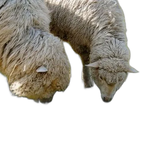 animal, creature, hair, face transparent PNG cut-out