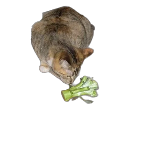 food, staff, animal, weapon transparent PNG cut-out