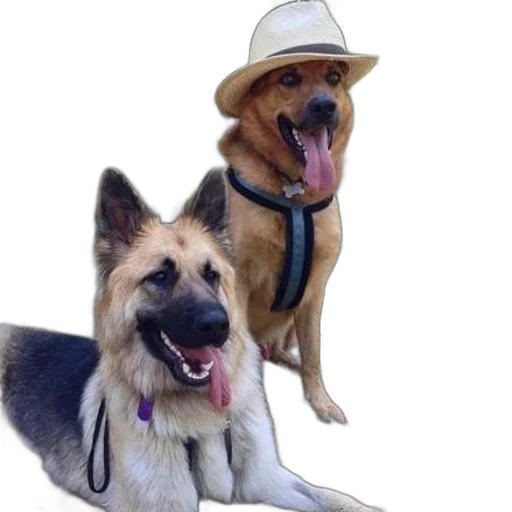 hat, animal, staff, photorealistic transparent PNG cut-out