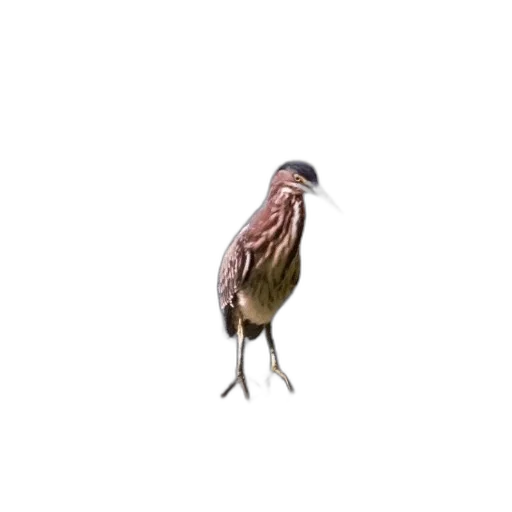 animal, creature, hair, staff transparent PNG cut-out