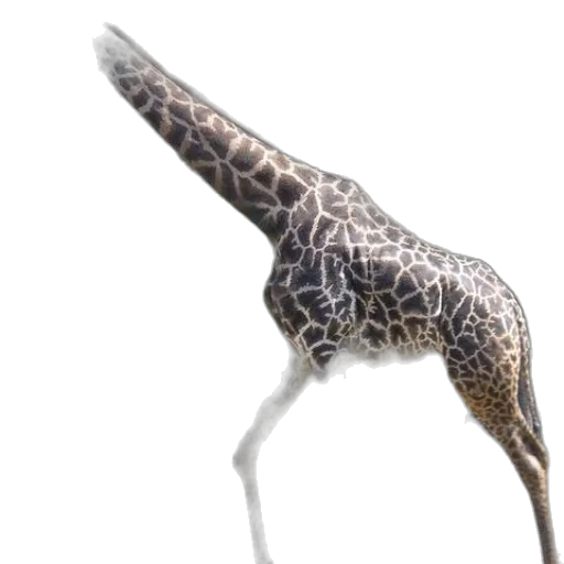 animal, creature, staff, dragon transparent PNG cut-out