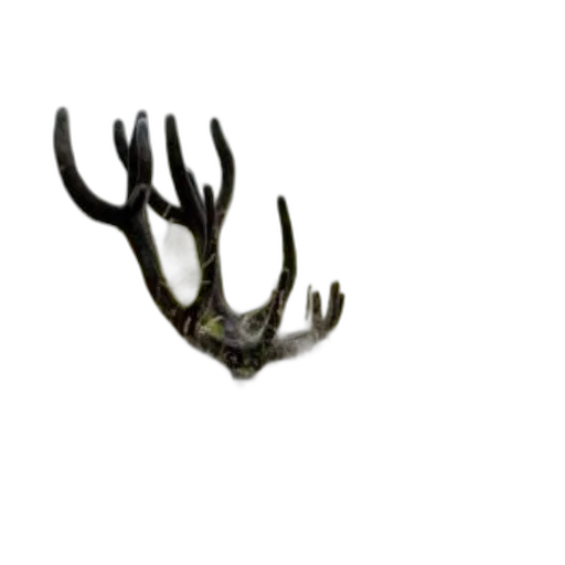 crown, animal, creature, jewelry transparent PNG cut-out