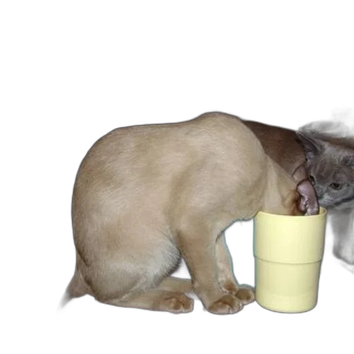 animal, food, bottle, staff transparent PNG cut-out