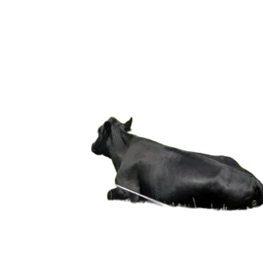 animal, creature, dragon, shoes transparent PNG cut-out