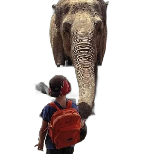 animal, creature, staff, umbrella transparent PNG cut-out