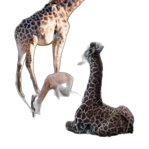 animal, creature, jewelry, staff transparent PNG cut-out