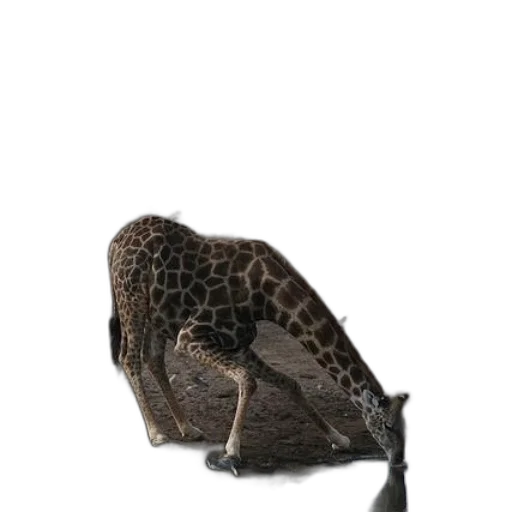 animal, shoes, creature, hair transparent PNG cut-out