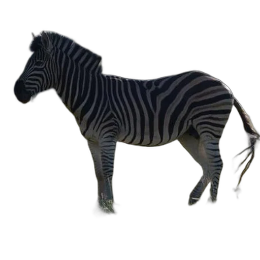animal, creature, staff, jewelry transparent PNG cut-out