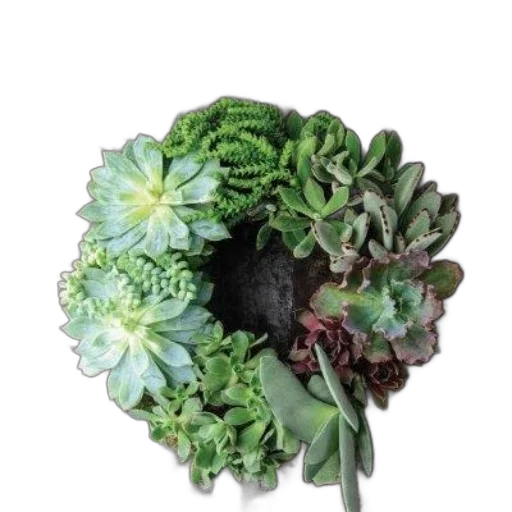 crown, jewelry, hat, flower transparent PNG cut-out