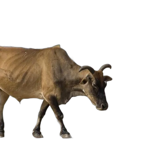 animal, creature, food, weapon transparent PNG cut-out