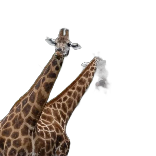 animal, creature, hat, weapon transparent PNG cut-out