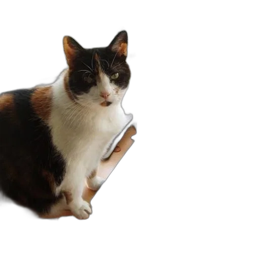 staff, animal, weapon, furniture transparent PNG cut-out