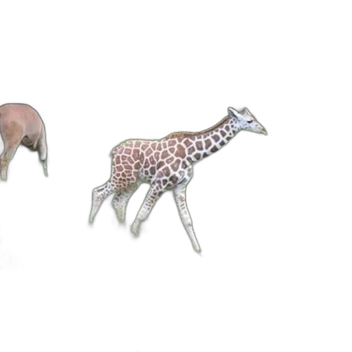 animal, jewelry, creature, furniture transparent PNG cut-out