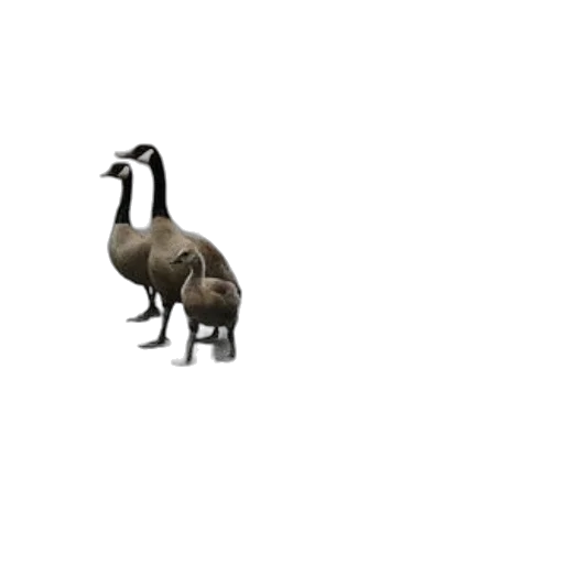 animal, creature, dragon, furniture transparent PNG cut-out
