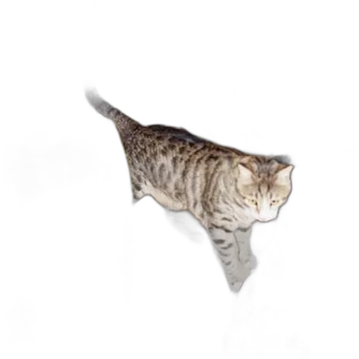 animal, staff, creature, hat transparent PNG cut-out