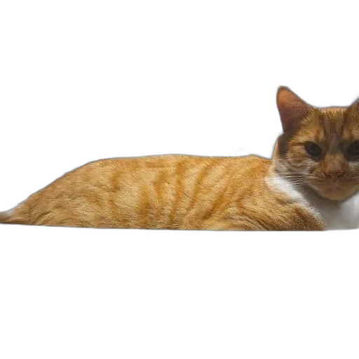 animal, staff, creature, furniture transparent PNG cut-out