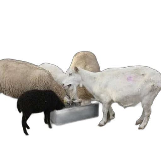 animal, food, furniture, jewelry transparent PNG cut-out
