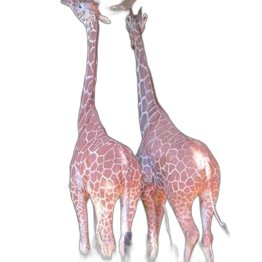 animal, creature, staff, jewelry transparent PNG cut-out