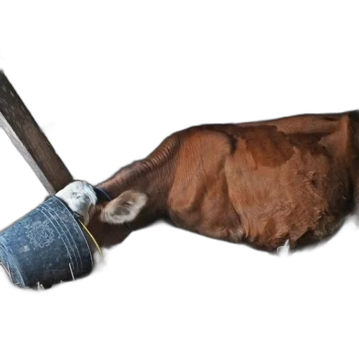 staff, weapon, sword, umbrella transparent PNG cut-out