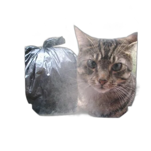 animal, face, creature, jacket transparent PNG cut-out