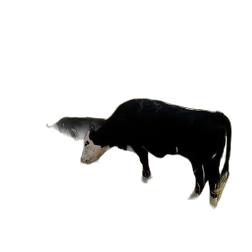 animal, creature, staff, food transparent PNG cut-out