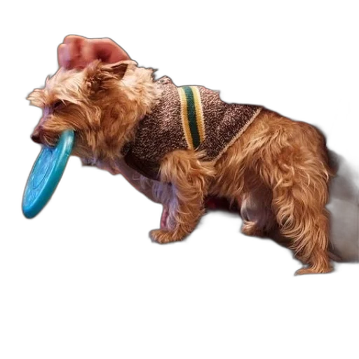 animal, creature, staff, weapon transparent PNG cut-out