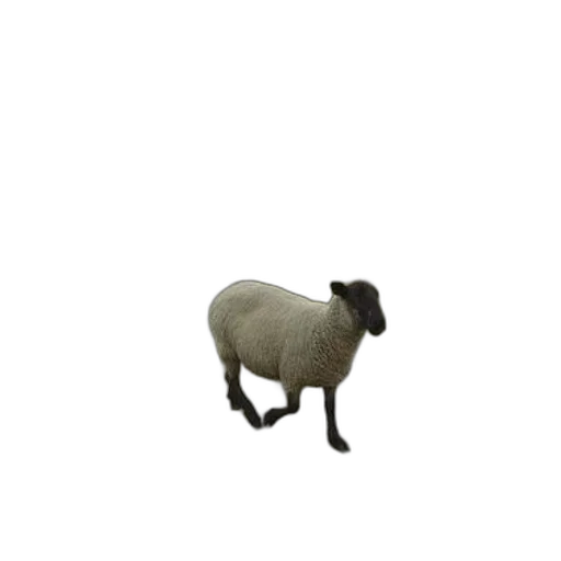 animal, creature, dress, hat transparent PNG cut-out