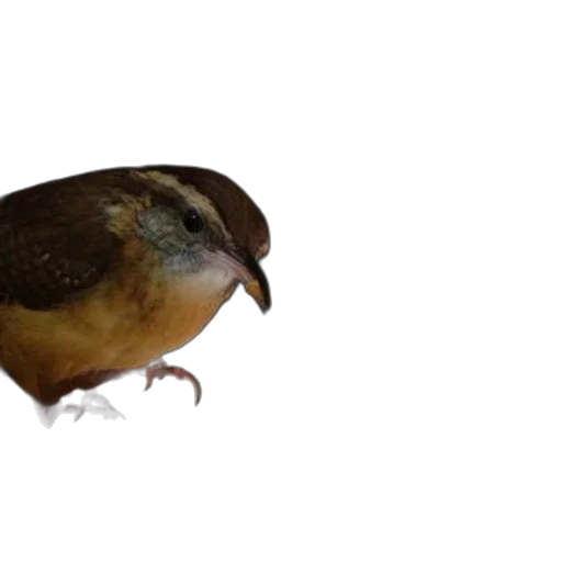 animal, creature, hat, food transparent PNG cut-out