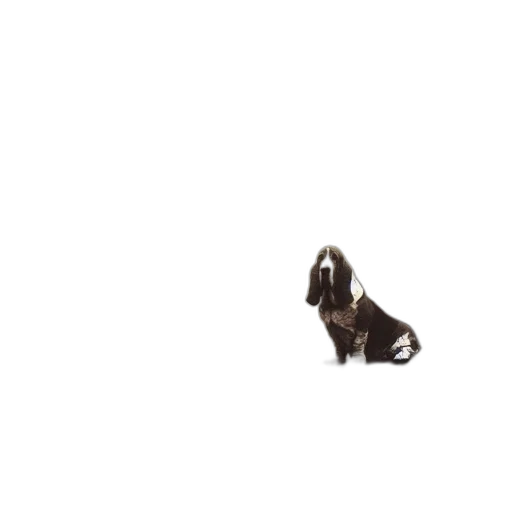 shoes, jewelry, hair, animal transparent PNG cut-out